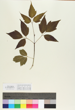 primary herbarium image