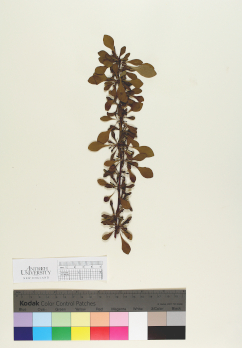 primary herbarium image