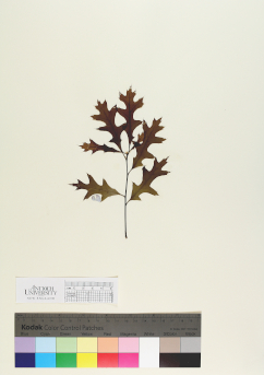 primary herbarium image