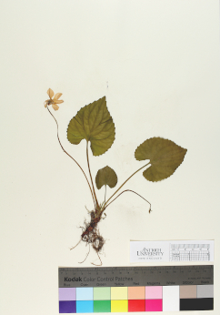 primary herbarium image