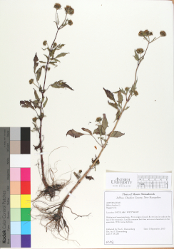 primary herbarium image