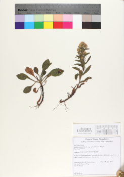 primary herbarium image