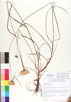 primary herbarium image