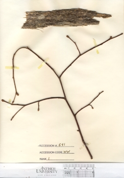 primary herbarium image