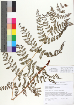 primary herbarium image