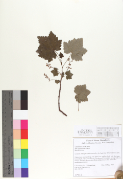 primary herbarium image