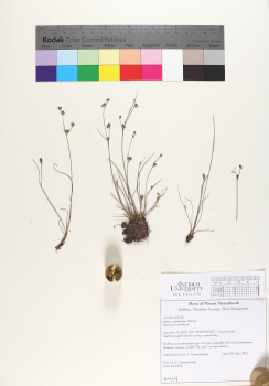 primary herbarium image