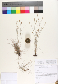 primary herbarium image