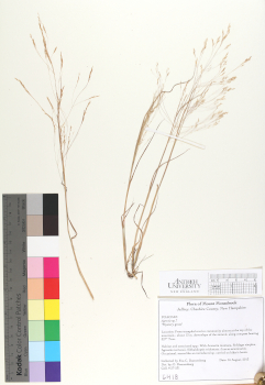 primary herbarium image
