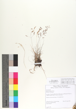 primary herbarium image