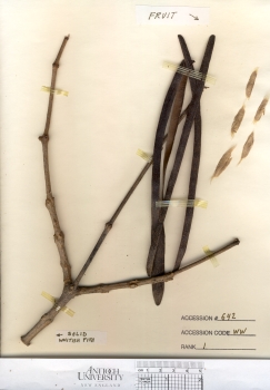 primary herbarium image