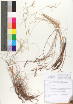 primary herbarium image