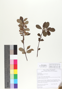 primary herbarium image
