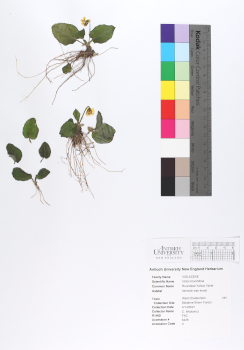 primary herbarium image