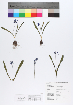 primary herbarium image