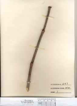 primary herbarium image