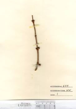 primary herbarium image