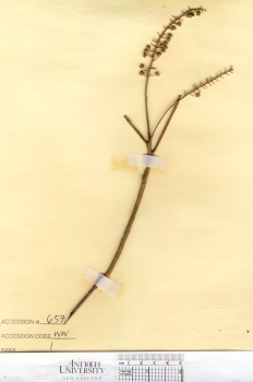 primary herbarium image