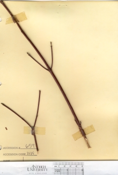 primary herbarium image