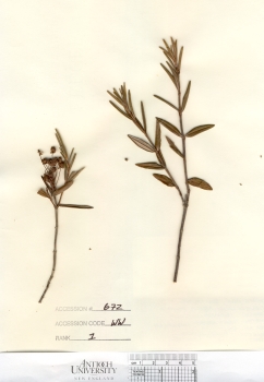 primary herbarium image