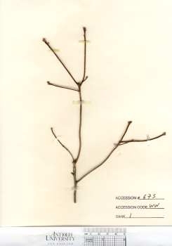 primary herbarium image