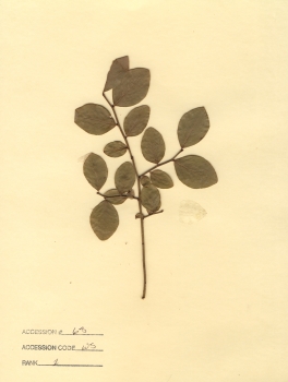 primary herbarium image