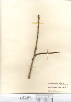 primary herbarium image