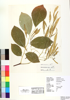 primary herbarium image