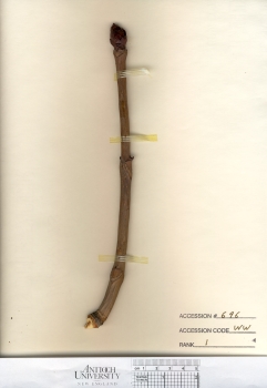 primary herbarium image