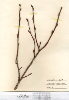 primary herbarium image