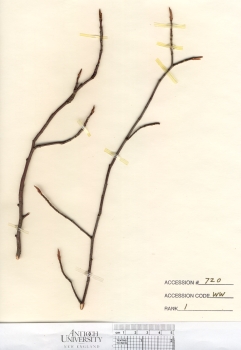 primary herbarium image