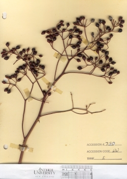 primary herbarium image