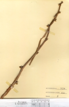 primary herbarium image