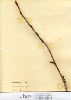 primary herbarium image