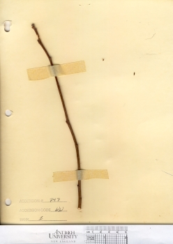 primary herbarium image