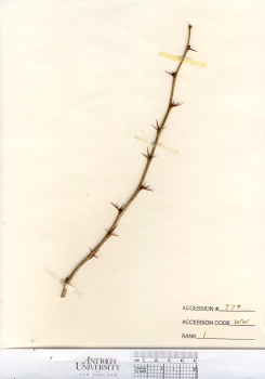 primary herbarium image