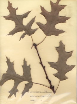 primary herbarium image