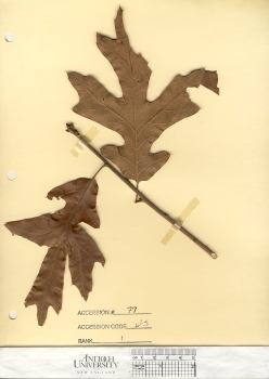 primary herbarium image