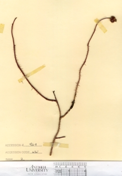 primary herbarium image