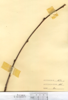 primary herbarium image