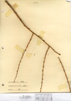 primary herbarium image