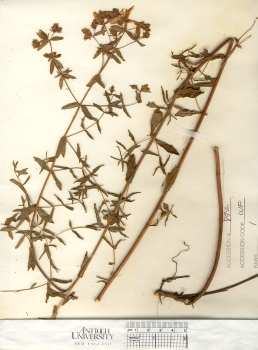 primary herbarium image