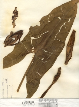 primary herbarium image