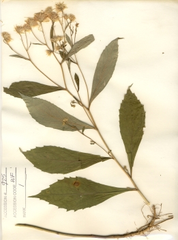 primary herbarium image