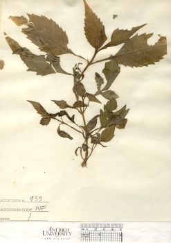 primary herbarium image