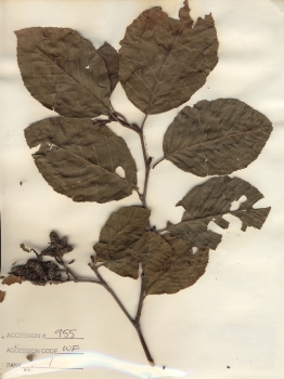 primary herbarium image