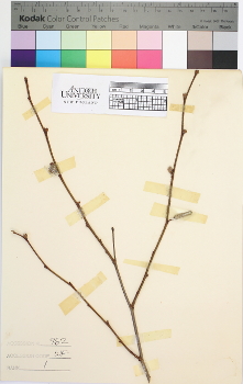 primary herbarium image