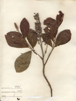 primary herbarium image