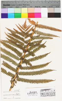 alternate herbarium image