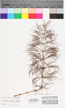 alternate herbarium image
